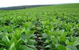 Argentina’s crop was disappointing because of weather conditions <br />
