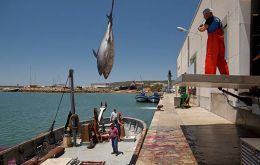 Bluefin tuna shipments were being smuggled into Spain through the French harbors after being caught in Italian and Maltese waters.