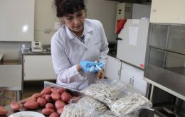 The idea was “to find a formula so that fruit could be sold peeled, ready to serve,” said Almendares. -- 