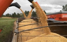  “The climate has improved over the last few weeks in practically all regions, preventing further losses to the crop,” Safras said