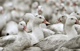 France hopes that the lockdown will help avoid a repeat of last year, when bird flu was found in nearly 500 locations